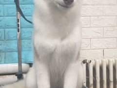 -派多格宠物·购宠(靛厂路店)