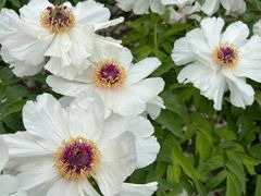 -洛阳市隋唐城遗址植物园