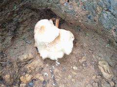 -黄埔油麻山森林公园