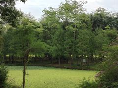 -南宁良凤江国家森林公园