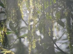 -云南屏边大围山国家公园