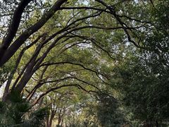 -上海佘山国家森林公园天马山园