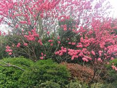 -桃花岛景观公园