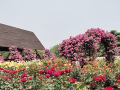 -上海滨江森林公园