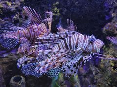 -太平洋海底世界