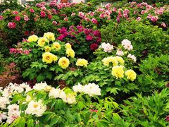 -曹州百花园