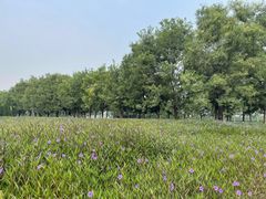 -汉长安城未央宫国家考古遗址公园