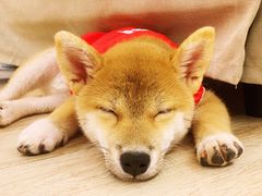 -豆柴町-柴犬主题狗咖(红鼎国际C座店)