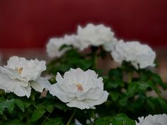 -北京市劳动人民文化宫(太庙)