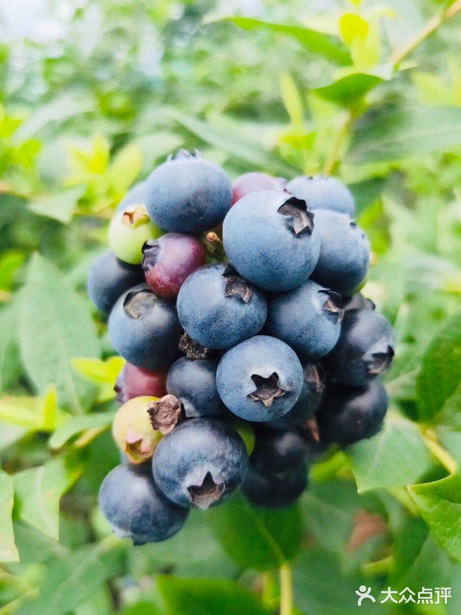 成都采摘攻略｜来这里采摘蓝莓吧