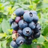 成都采摘攻略｜来这里采摘蓝莓吧