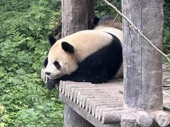 -中国大熊猫保护研究中心雅安碧峰峡基地