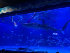 -烟台海昌鲸鲨海洋公园