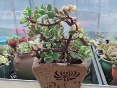 -绝味鸭脖(双龙路店)