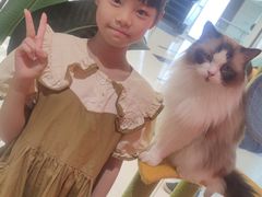 -三花喵·撸猫购宠·宠物生活馆(虹桥南丰城店)