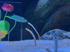 -海合安成都极地海洋公园