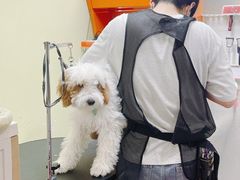 -精灵岛宠物生活馆(洪泽花园店)