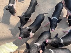 -保定市动物园