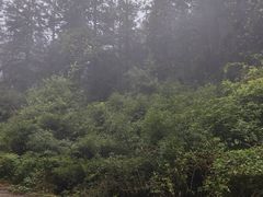 -武陵山森林公园