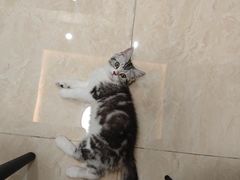 -lincat·猫舍(广州店)