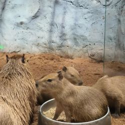 -Zoolung Zoolung动物主题公园(海信广场店)