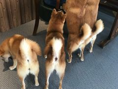 -柴源莊·柴小宠柴犬咖啡