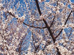 -桃花堤公园