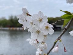 -上海共青森林公园