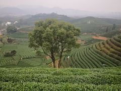 -龙坞茶村