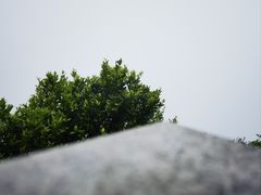 -阳台山森林公园