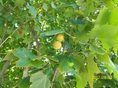 东园景色5-立水桥公园