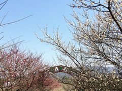 -香雪海