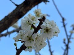 -树山生态村