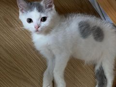 -1013 PET SHOP 宠物商店(近铁城市广场店)