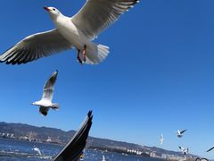 -海埂大坝
