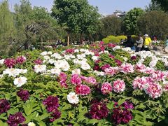 -莲花池公园