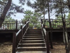 -日照海滨国家森林公园