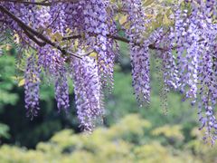 -嘉定紫藤园