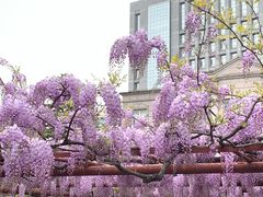 -嘉定紫藤园