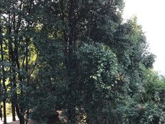 -火炉山森林公园