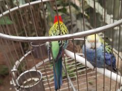 -南宫五洲植物乐园