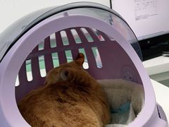 -欧奕国际动物医院