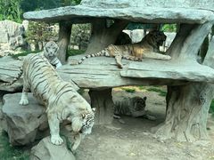 -北京野生动物园