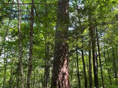 -五营红松林海景区