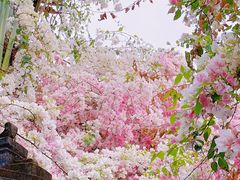 -深圳国际园林花卉博览园