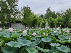 -金银湖国家城市湿地公园