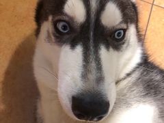 -more than meow吴止猫主题餐厅(承德 中船汇店)