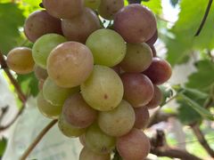 -马陆小张葡萄园农家乐