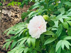 -洛阳市隋唐城遗址植物园