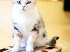 -猫和宫(六道口店)
